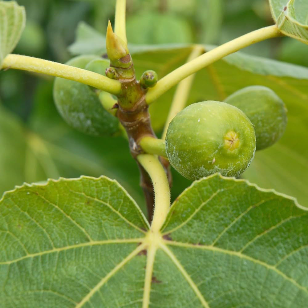 Thompson and Morgan Fig Ficus Carica Green Fig Plant Pot 9cm 6 Pack Image 3