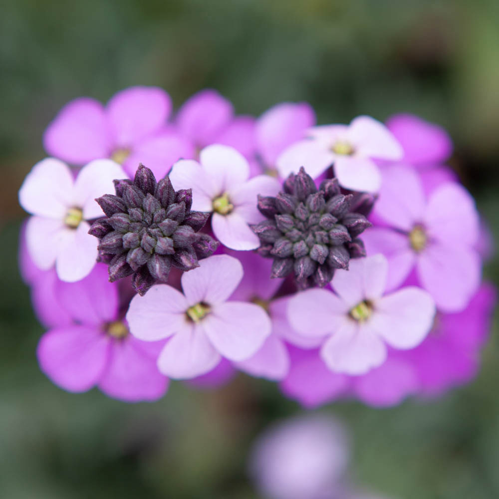 YouGarden Erysimum Perennial Wallflower Bowles Mauve Plant Pot 3 Pack Image 3