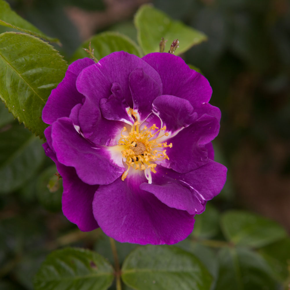 YouGarden Rose Rhapsody In Blue 3L Pot Image 2