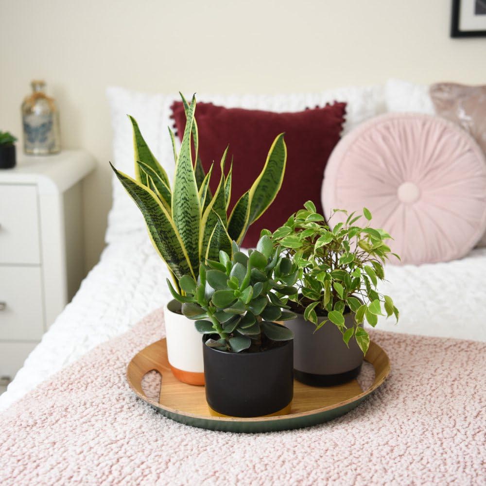 Thompson and Morgan Easy Sleep Collection Plant in Pot 12cm 3 Pack Image 3