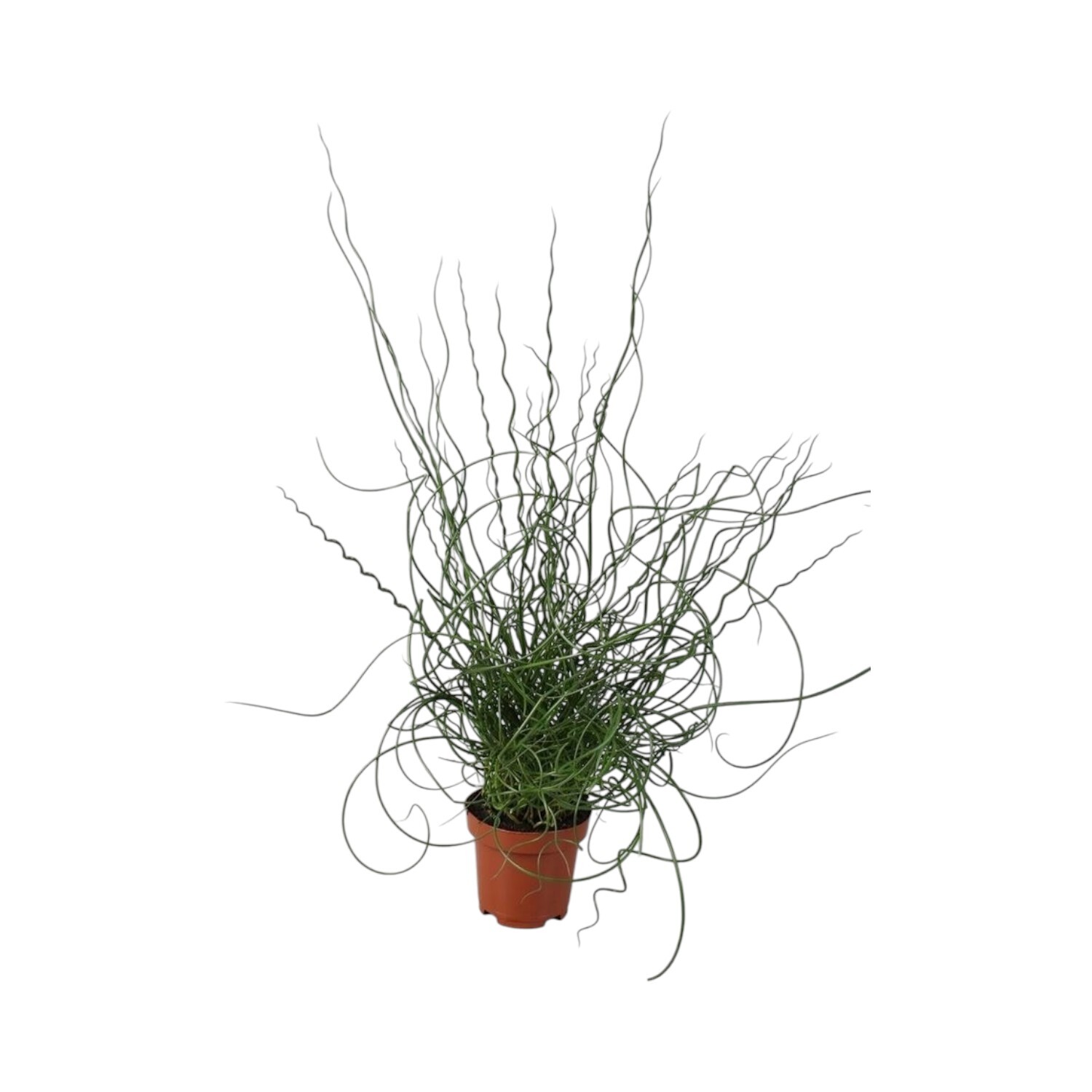 Juncus Spirals Plant Image 1