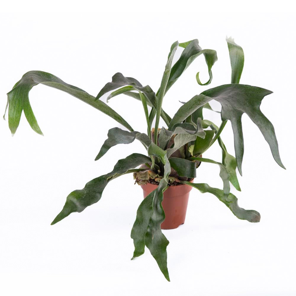 Thompson and Morgan Platycerium Biturcatum Netherlands Plant Pot 12cm Image 2