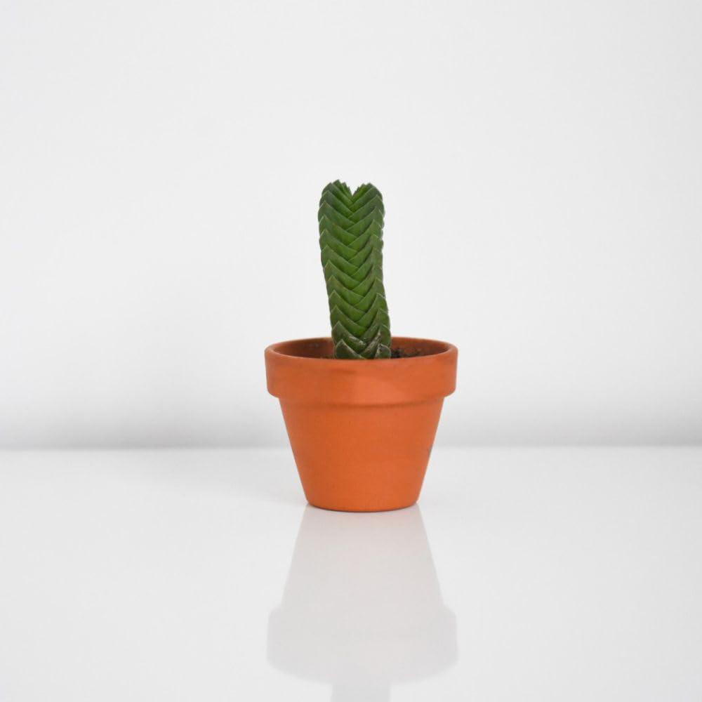 Thompson and Morgan Crassula Buddhas Temple Potted Plant 6cm Image 2