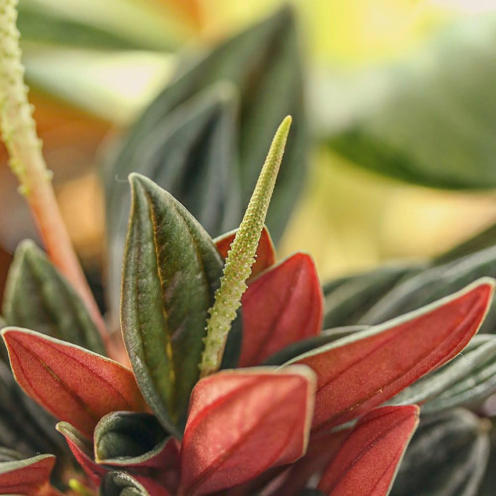 Thompson and Morgan Peperomia Caperata Rosso Plant Pot 10.5cm Image 4