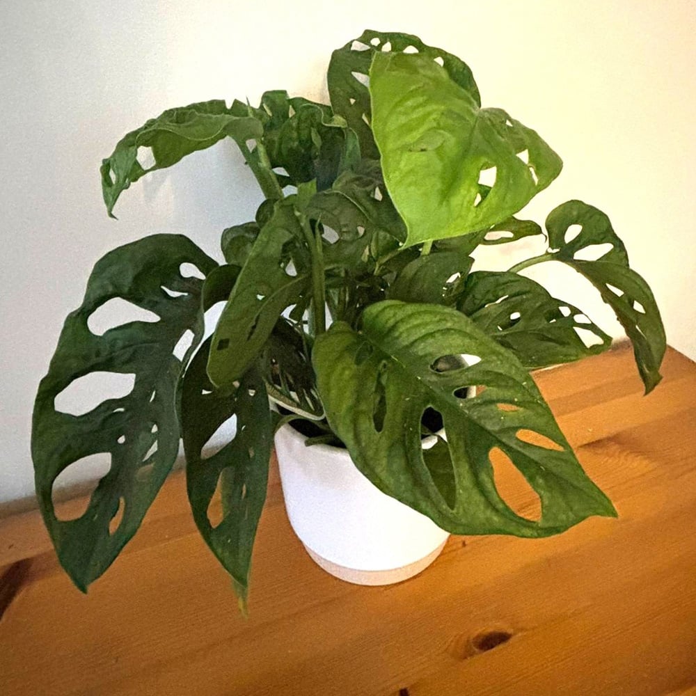 BloomingBritish Monstera Adansonii Monkey Leaf Plant Image 3