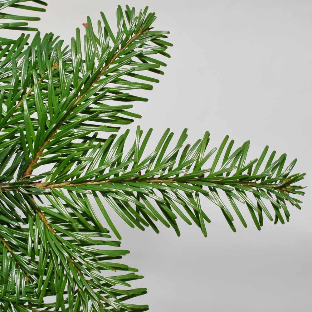wilko Nordman Fir Cut Real Tree with Stand 5 to 6ft Image 4