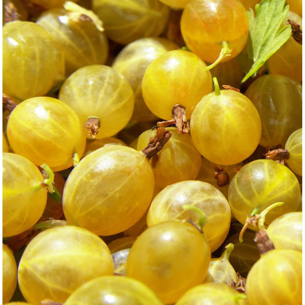 Thompson and Morgan Yellow Gooseberry Ribes Uva-Crispa Hinnomaki Plant Pot 9cm Image 2