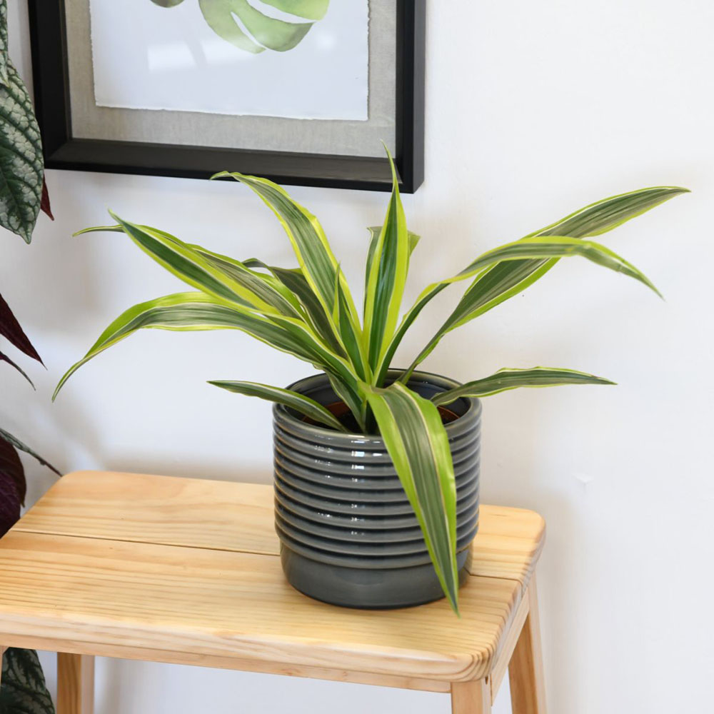 Thompson and Morgan New Home Houseplant Collection Plant Pot 12cm 8 Pack Image 4