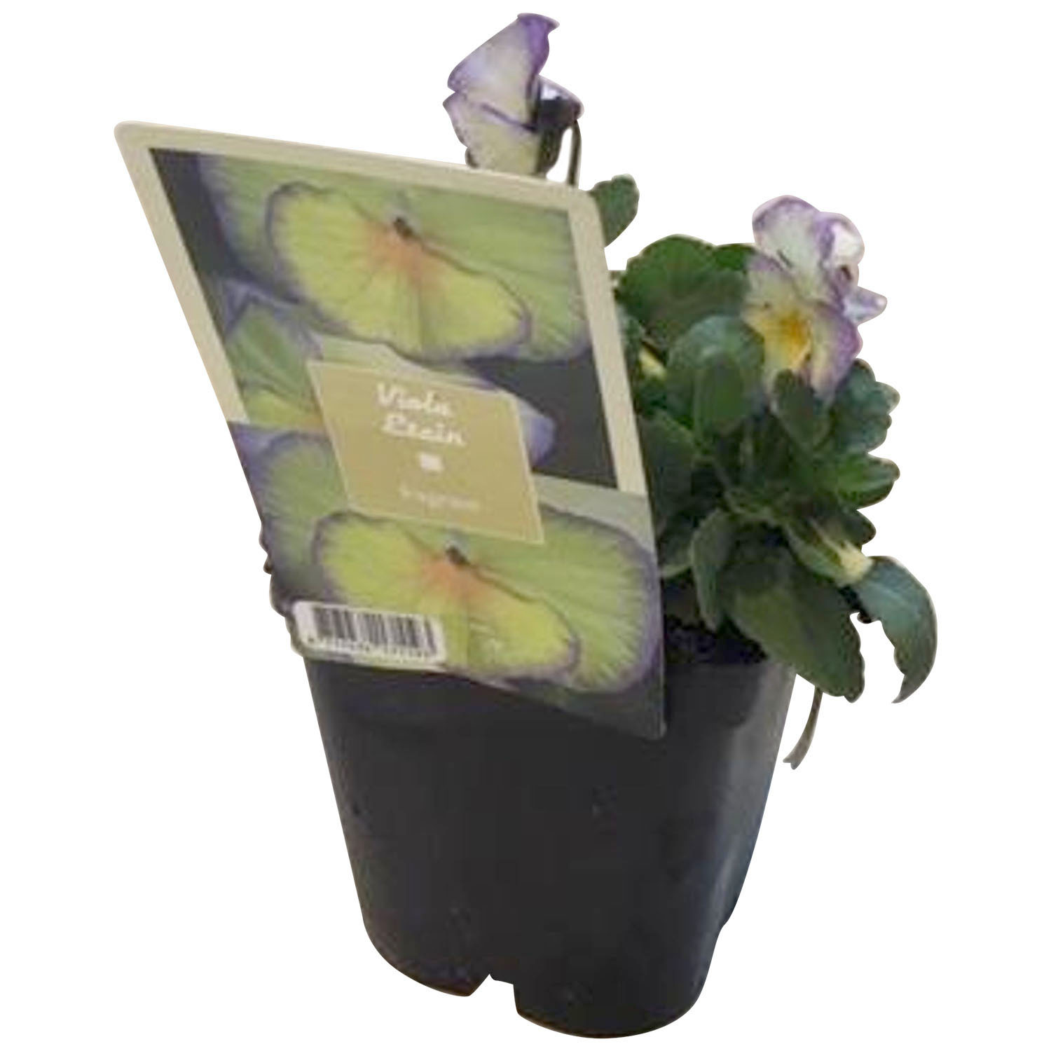 Viola Etain Fragrant - Green Image 2