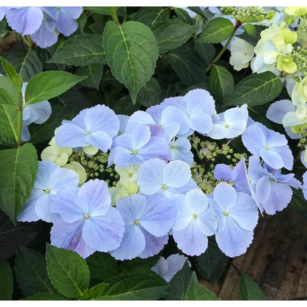 Thompson and Morgan Hydrangea French Bolero Plant Pot 13cm Image 3