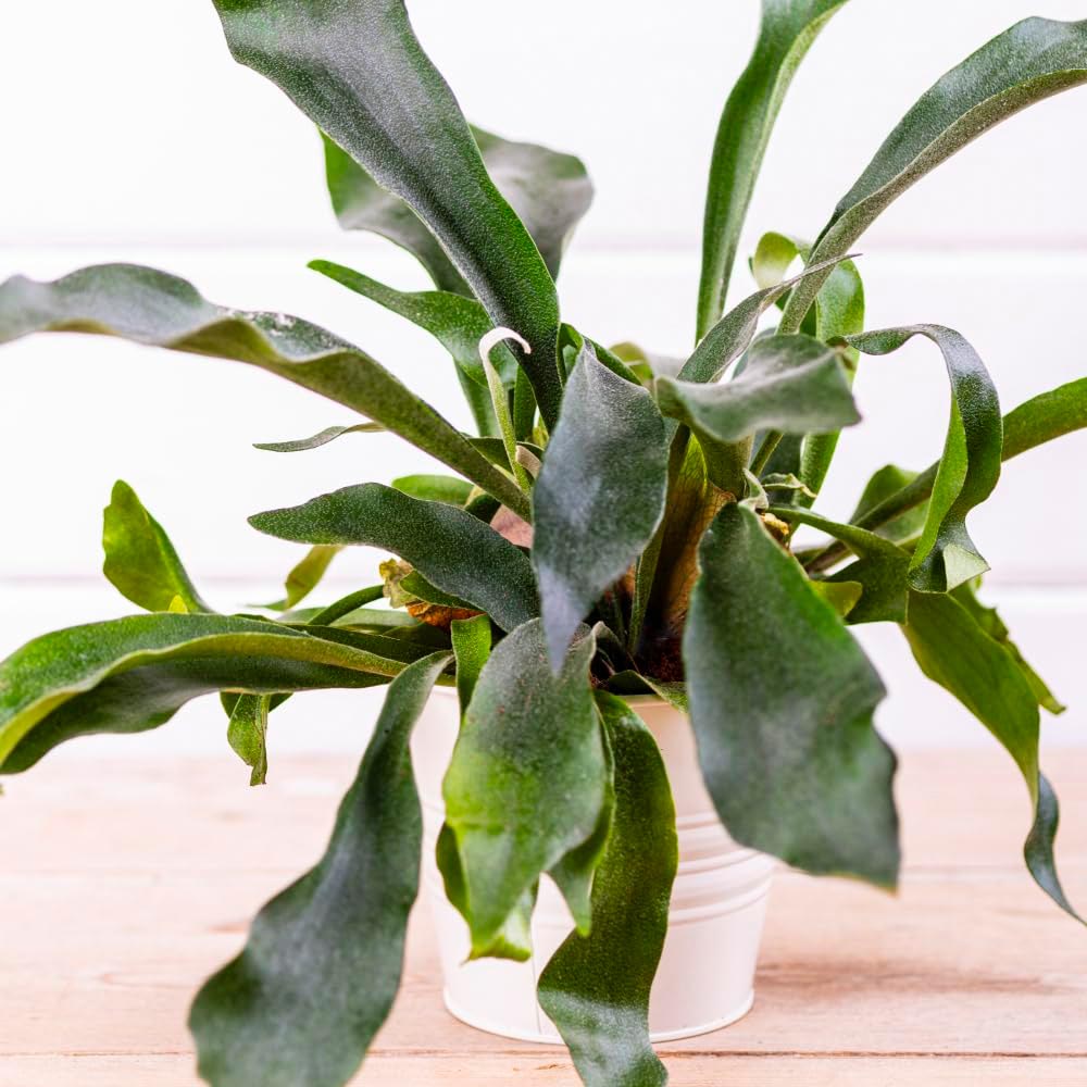 Thompson and Morgan Platycerium Biturcatum Netherlands Plant Pot 12cm Image 4