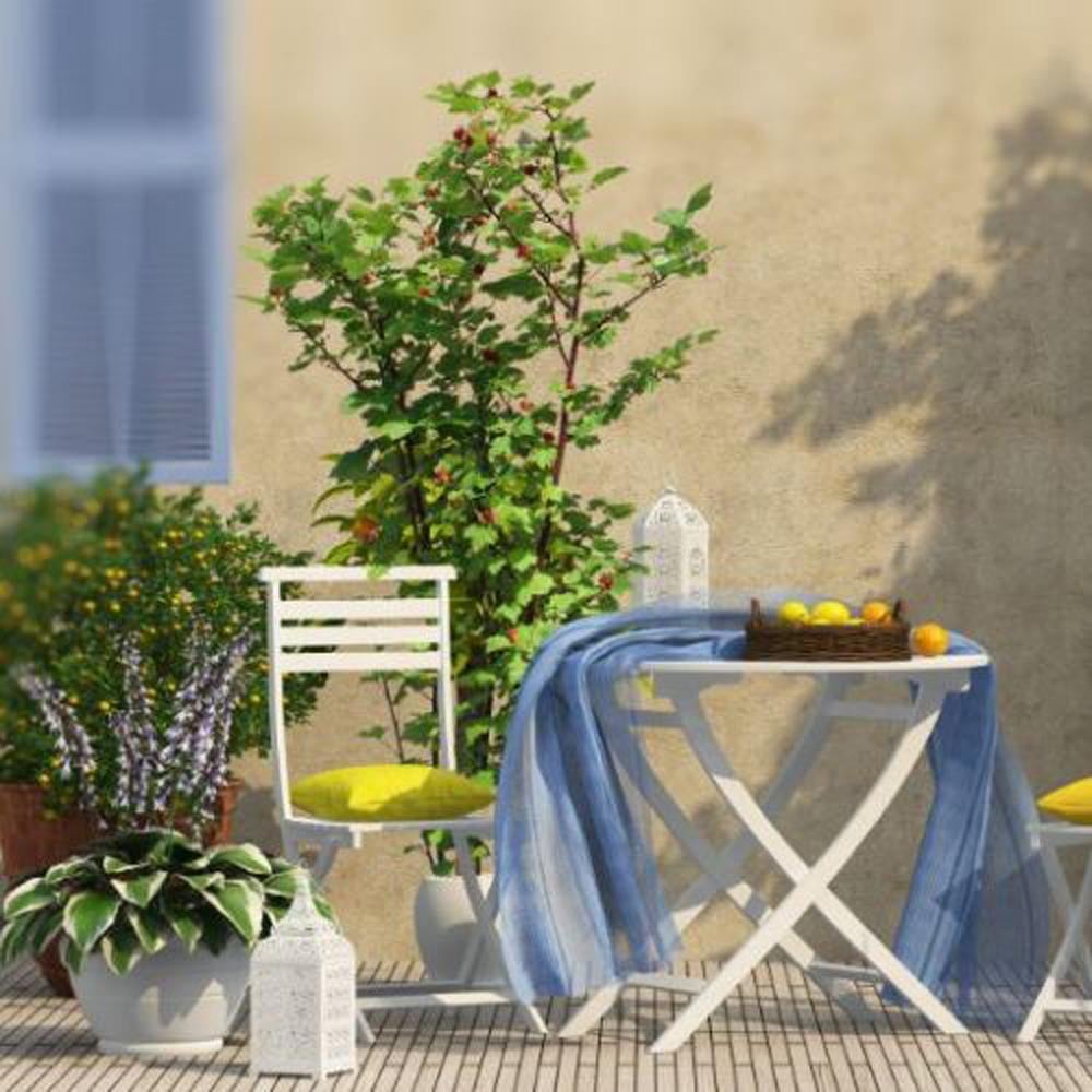 Thompson and Morgan Rubus Raspberry Tree Hararasp Plant Pot 5L 2 Pack Image 6