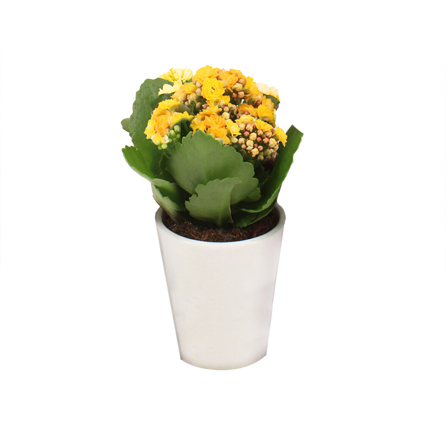 Kalancho Ceramic Pot - Multicolour Image 3