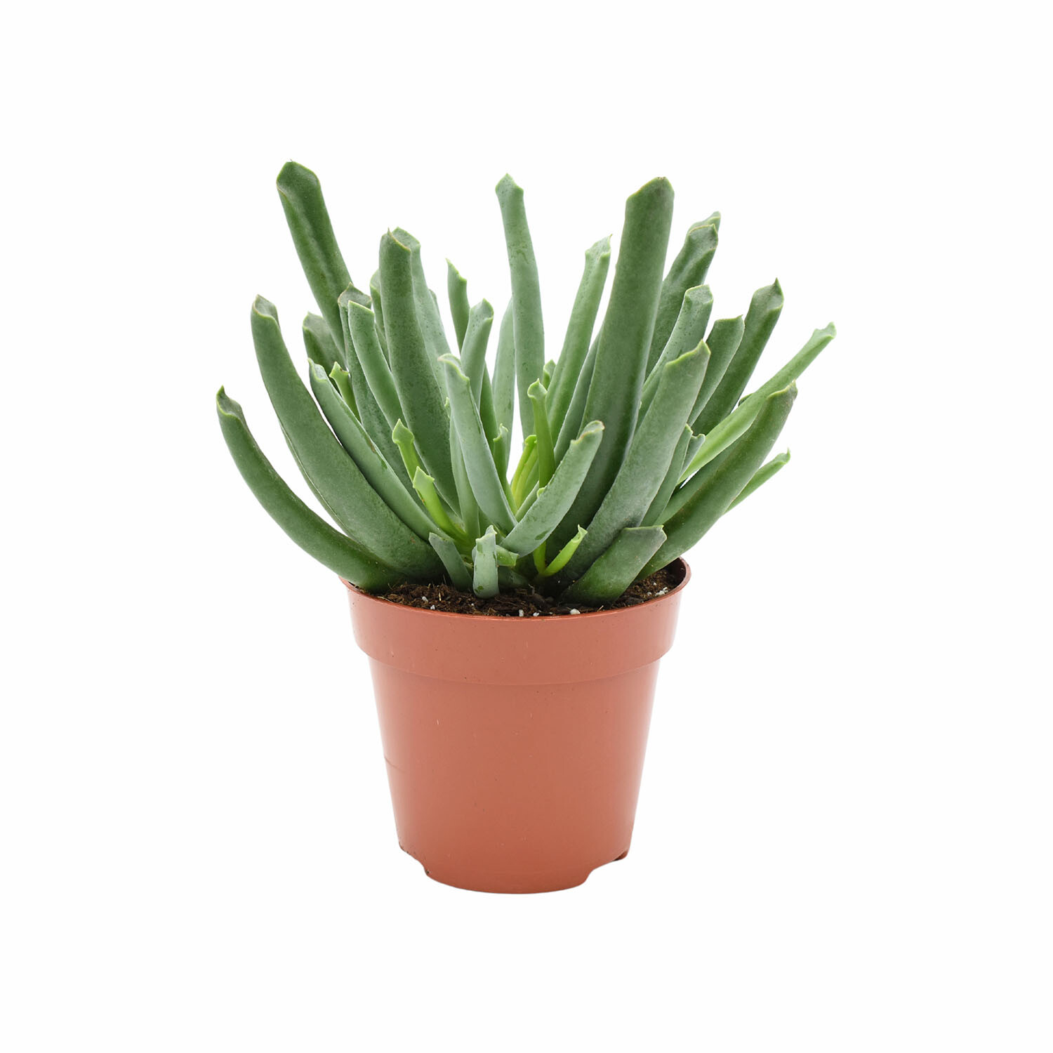 Cotyledon Elepahant Trunk - Green Image