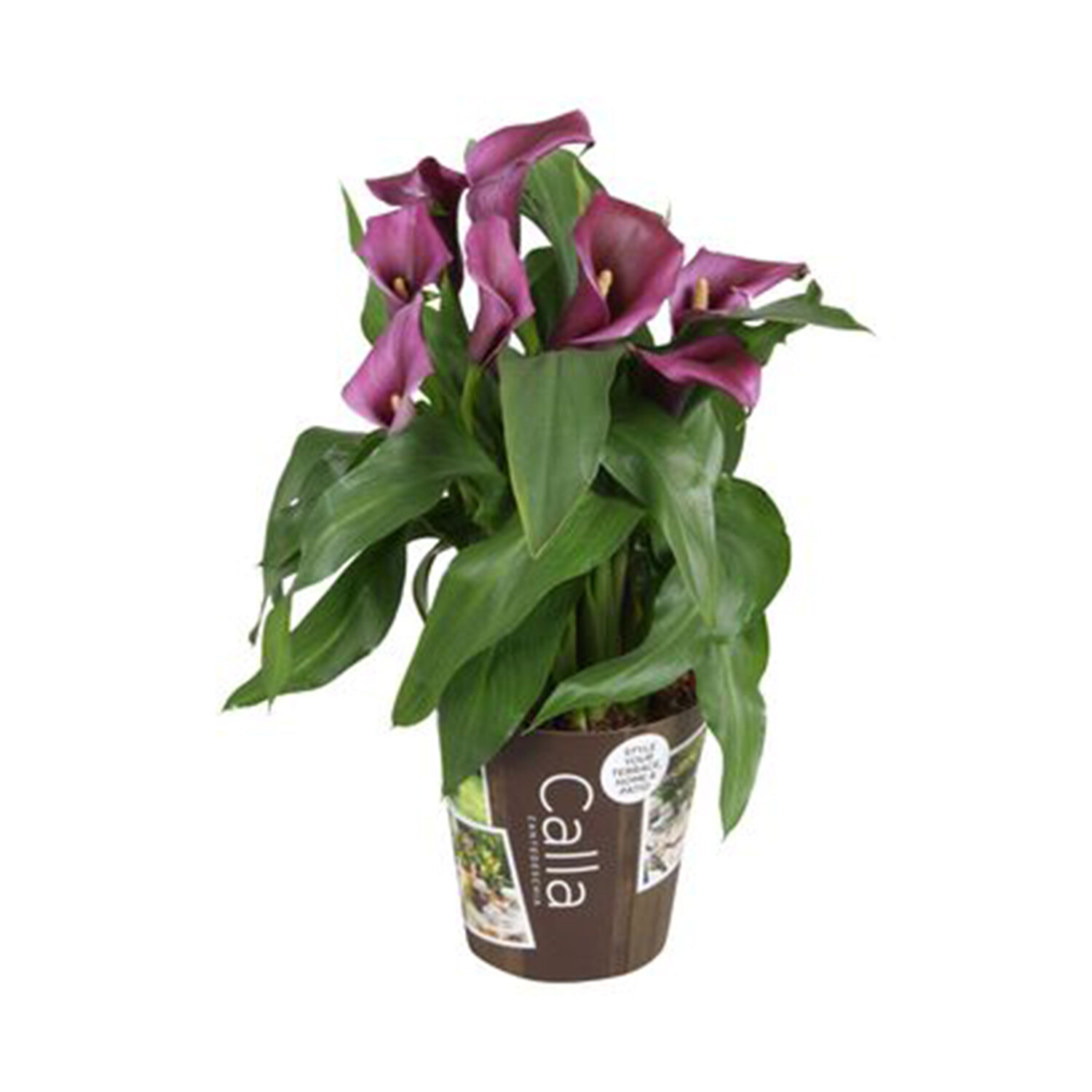 Outdoor Zantedeschia - Purple Image