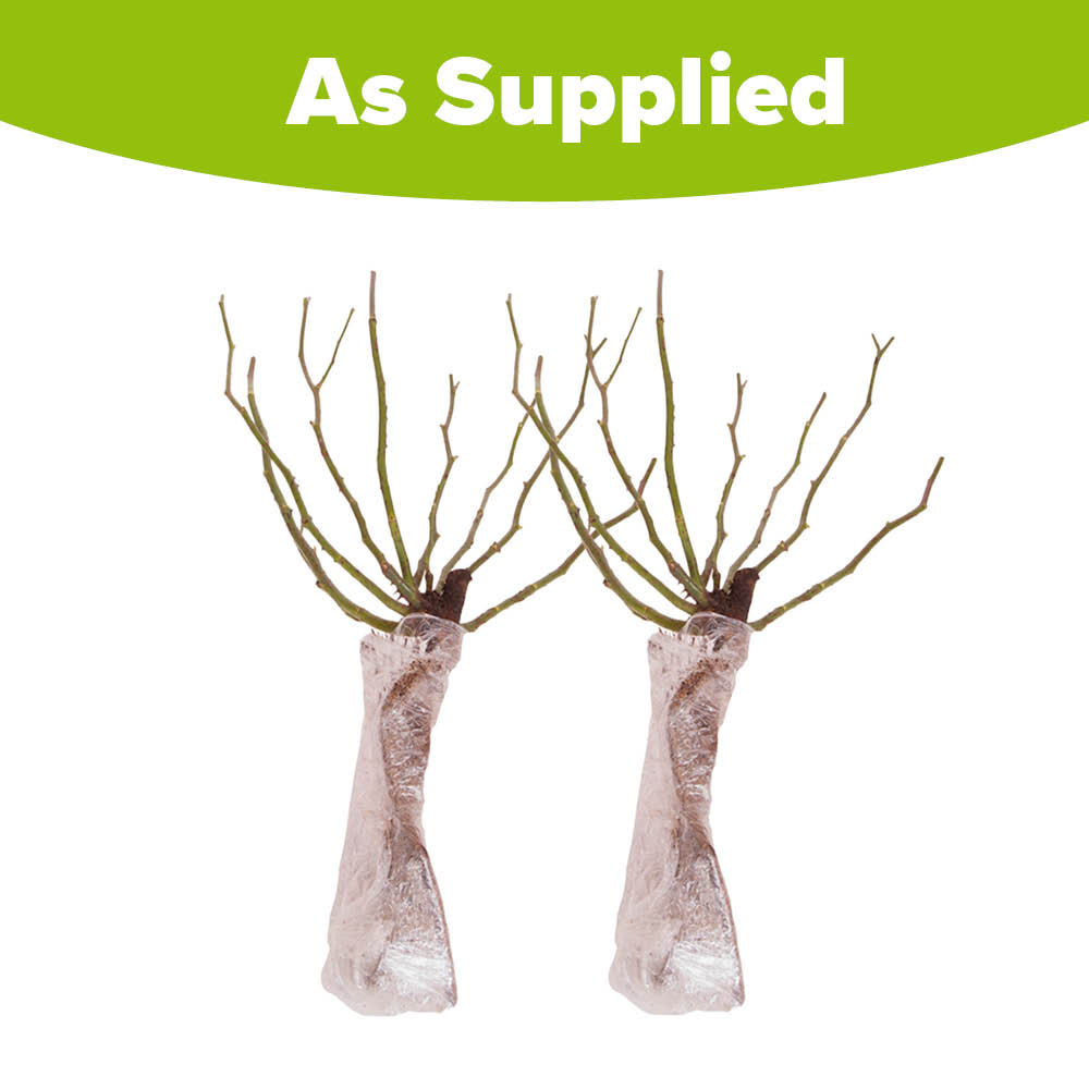 YouGarden Madame Alfred Carriere Bare Root Rose 2 Pack Image 4