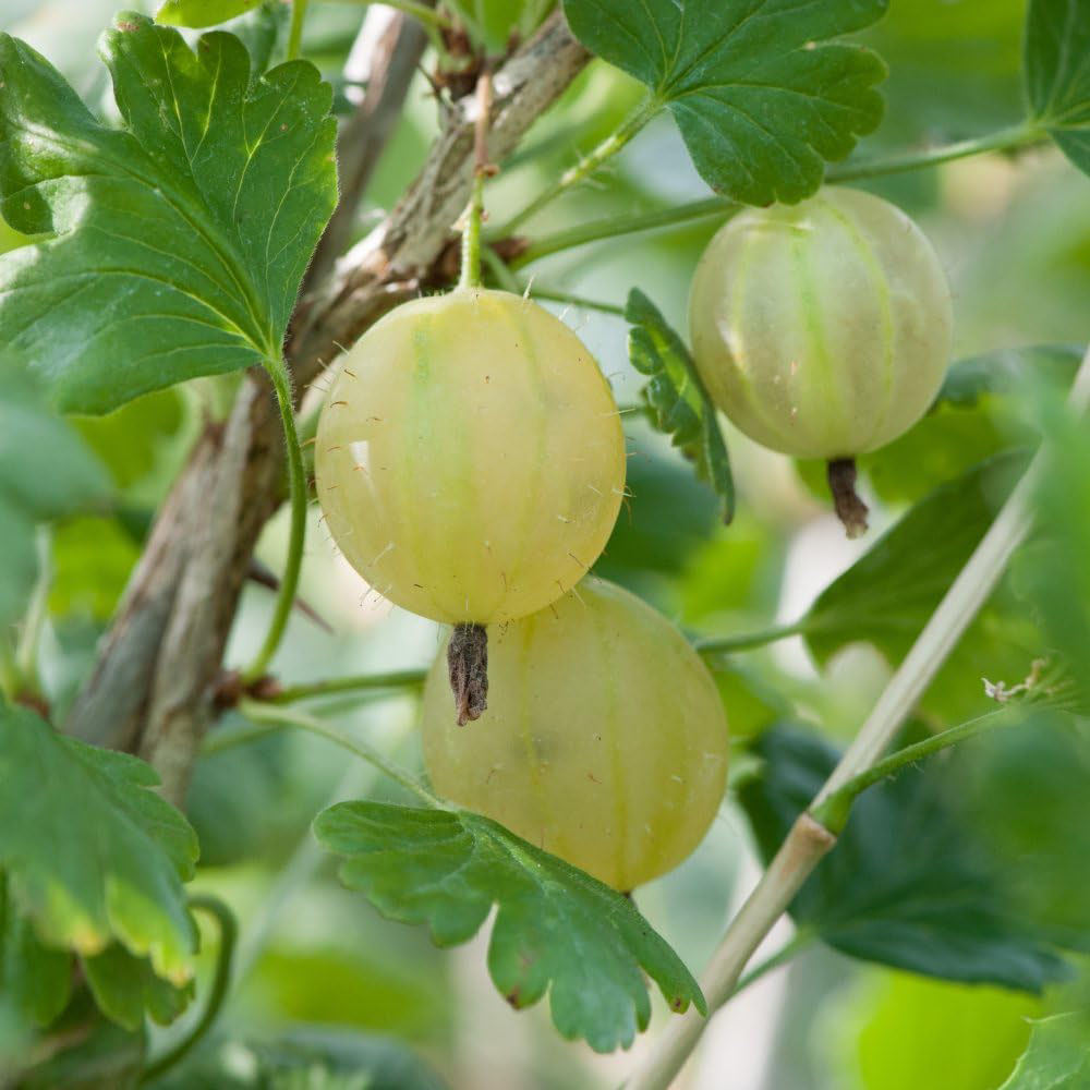 Thompson and Morgan Gooseberry Ribes Uva Crispa Invicta 2L Image 3