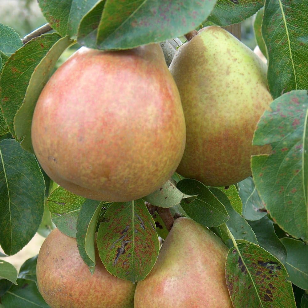 Thompson & Morgan Pear Pyrus Mini Doyenne Du Comice Potted Plant 9cm Image 2