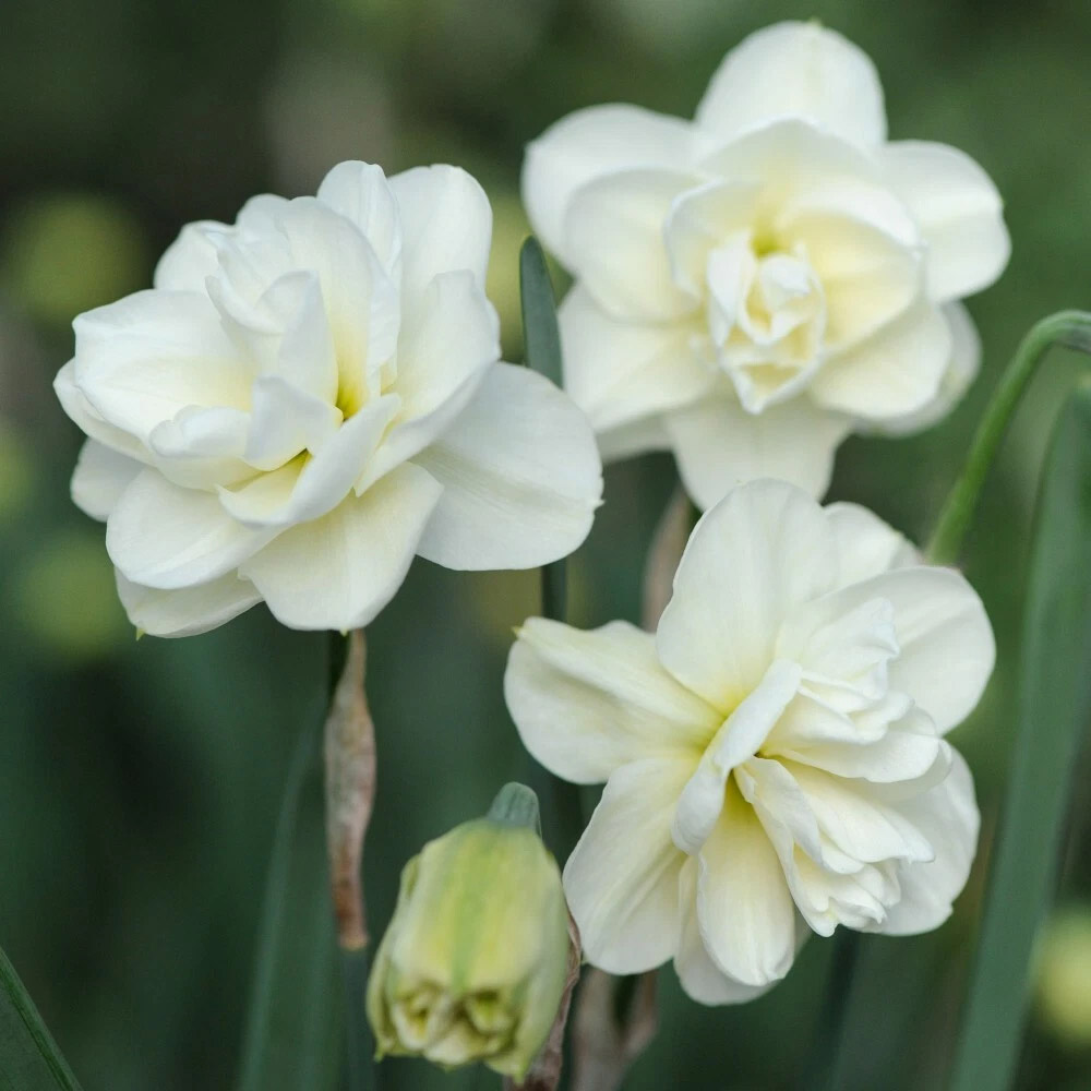 Thompson and Morgan Daffodil Rose of May Improved Spring Planting Bulb 8 Pack Image 4