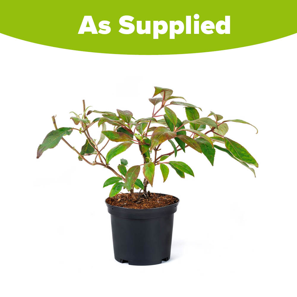 YouGarden Hydrangea Villosa Velvet and Lace Plant in Pot 19cm Image 3