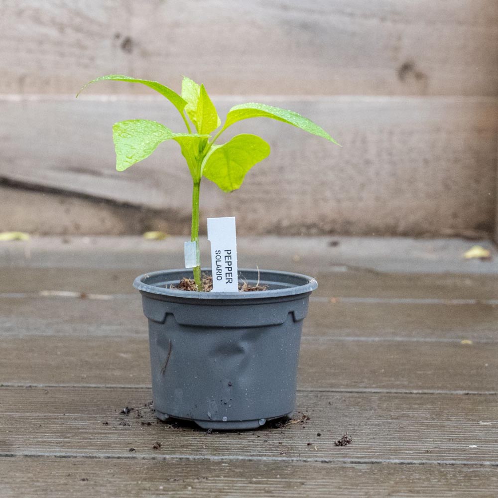 Thompson and Morgan Pepper Sweet Solario Grafted Plant Pot 9cm Image 4