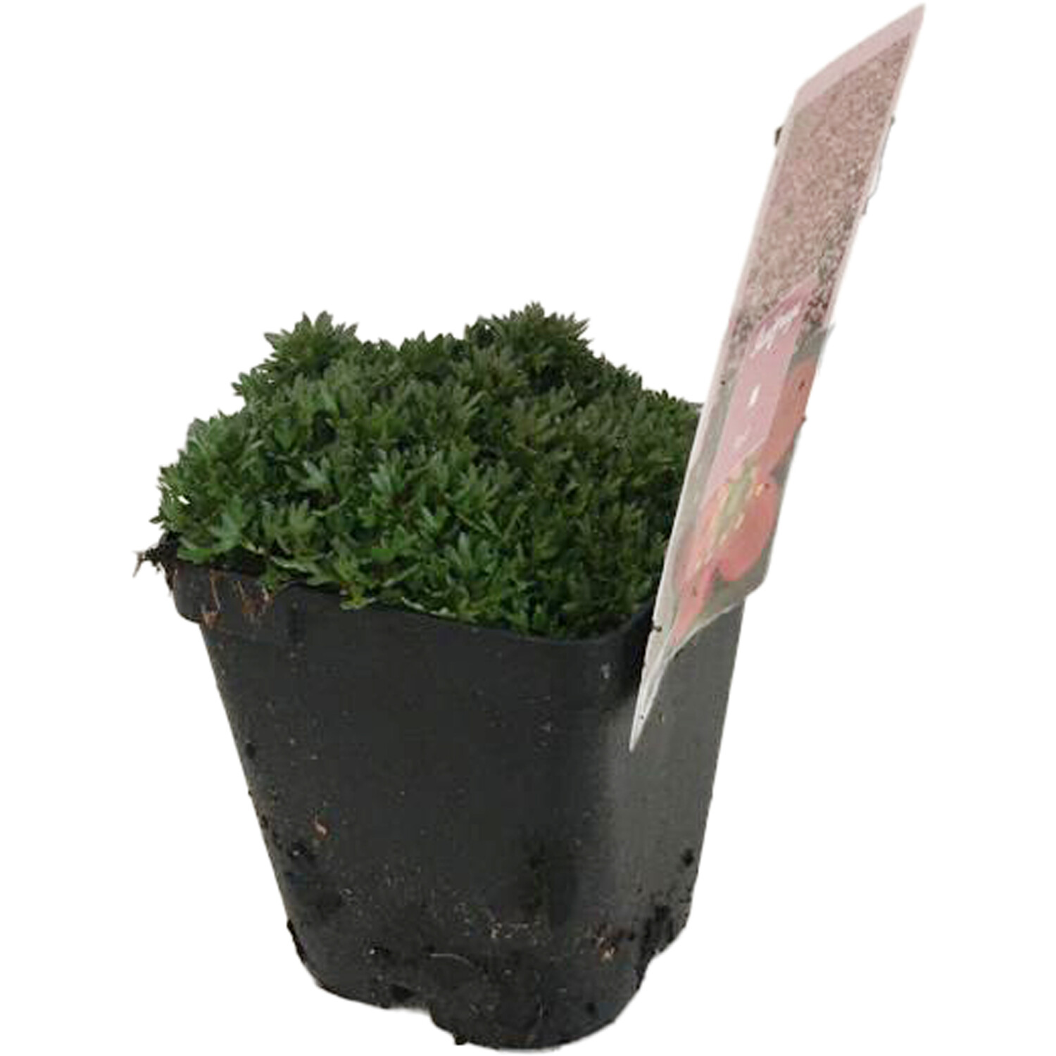 Saxifrage Plant White Image 3