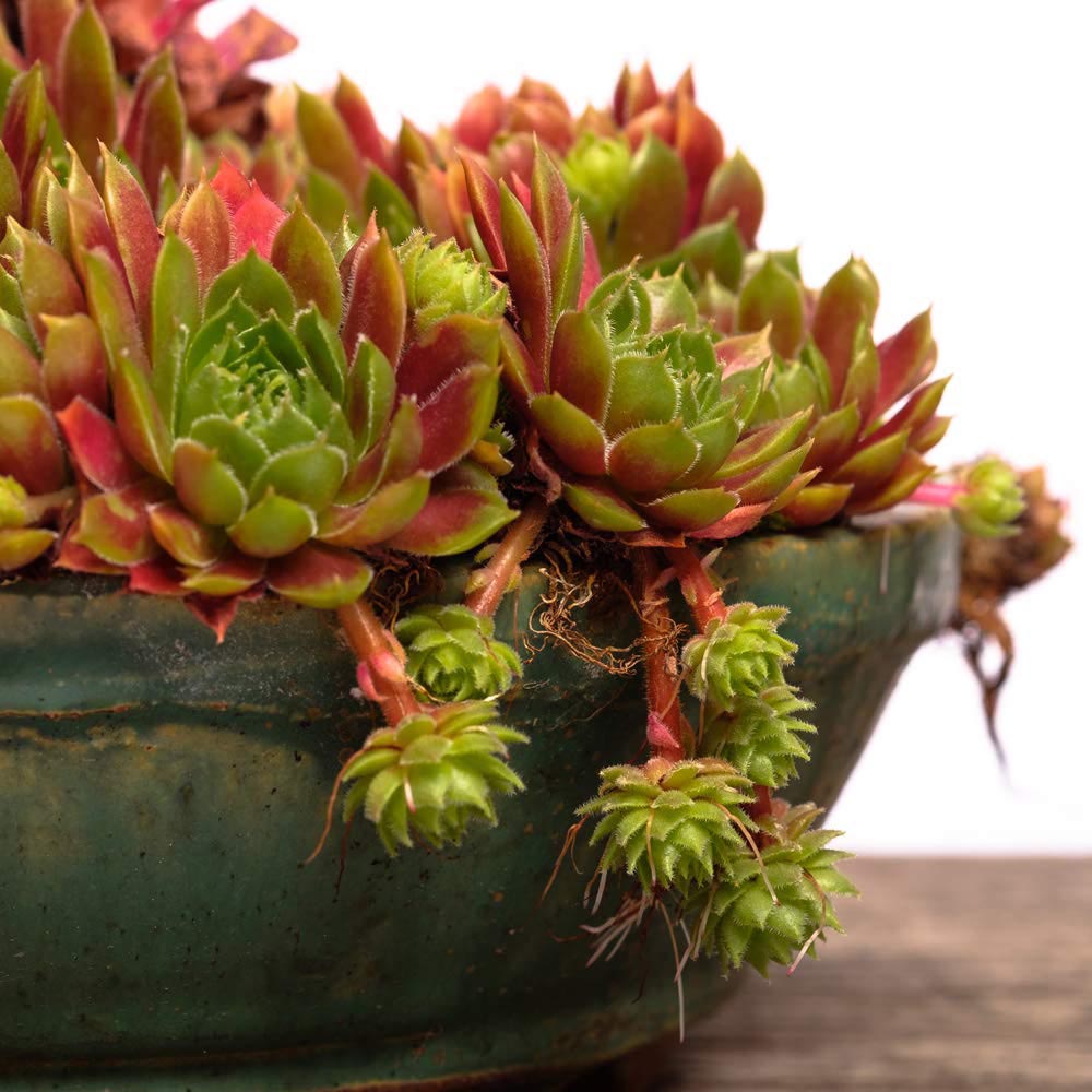 Thompson and Morgan Sempervivum Mixed Plant in Pot 5.5cm Image 4
