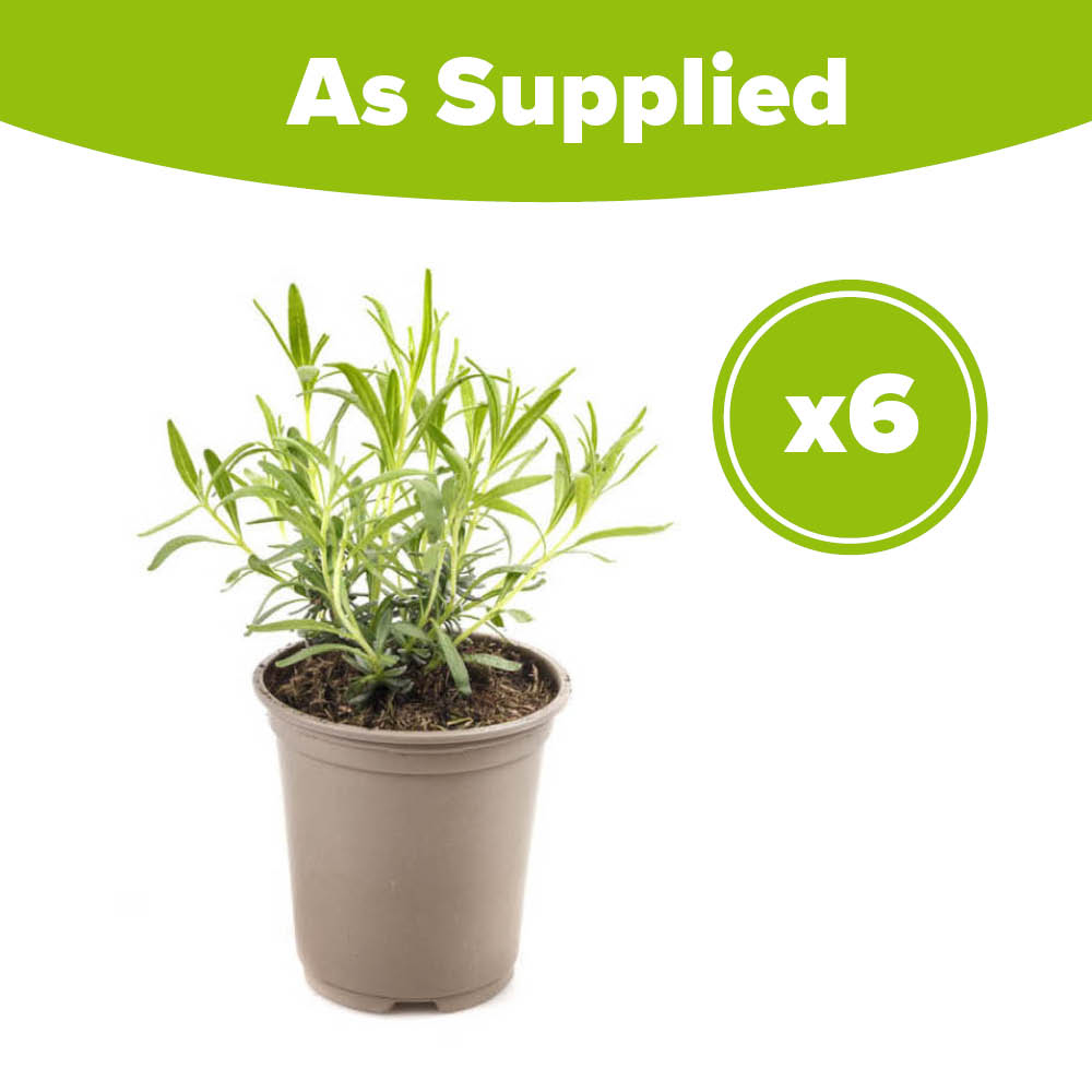 YouGarden English Lavender Hidcote Hedging Plant in Pot 6 Pack Image 4