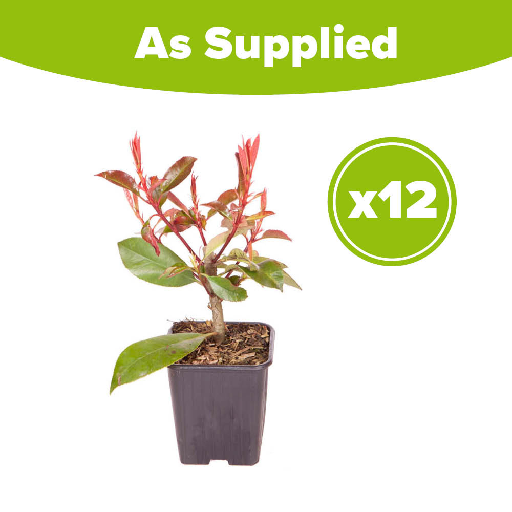 YouGarden Photinia Red Robin Hedging Plant in Pot 9cm 12 Pack Image 4