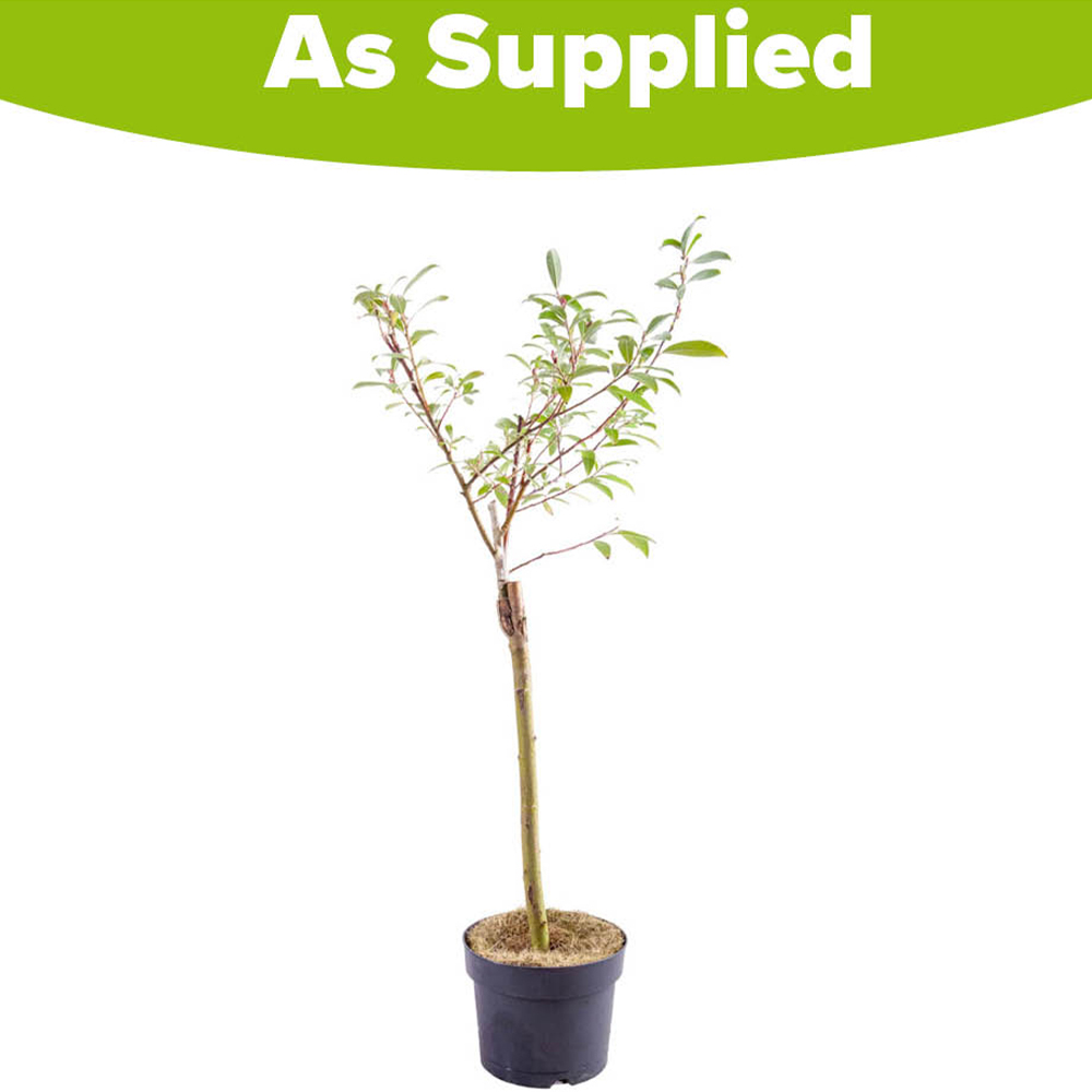 YouGarden Standard Pink Pussy Willow Salix Mount Aso Plant Pot 75cm Image 4
