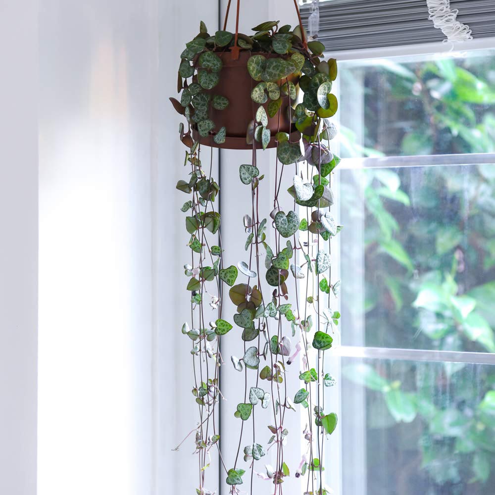 Thompson and Morgan String of Hearts Plant in Hanging Basket 10cm 2 Pack Image 4