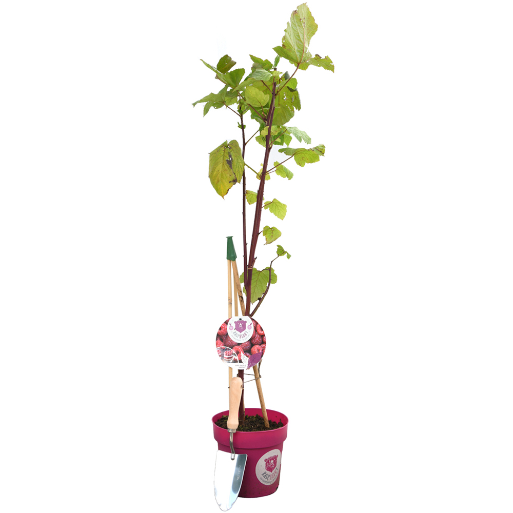Thompson & Morgan Rubus Raspberry Tree Hararasp Standard Potted Plant Image 6