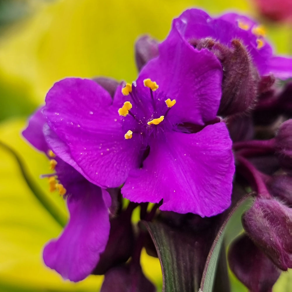 Thompson and Morgan Tradescantia Brainstorm Plant Pot 9cm Image 1