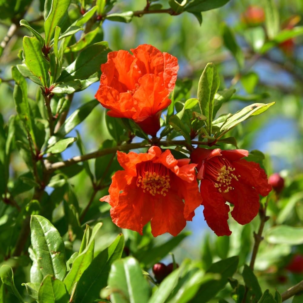 Thompson and Morgan Pomegranate Punica Granatum Provence Plant Pot 5L 2 Pack Image 3