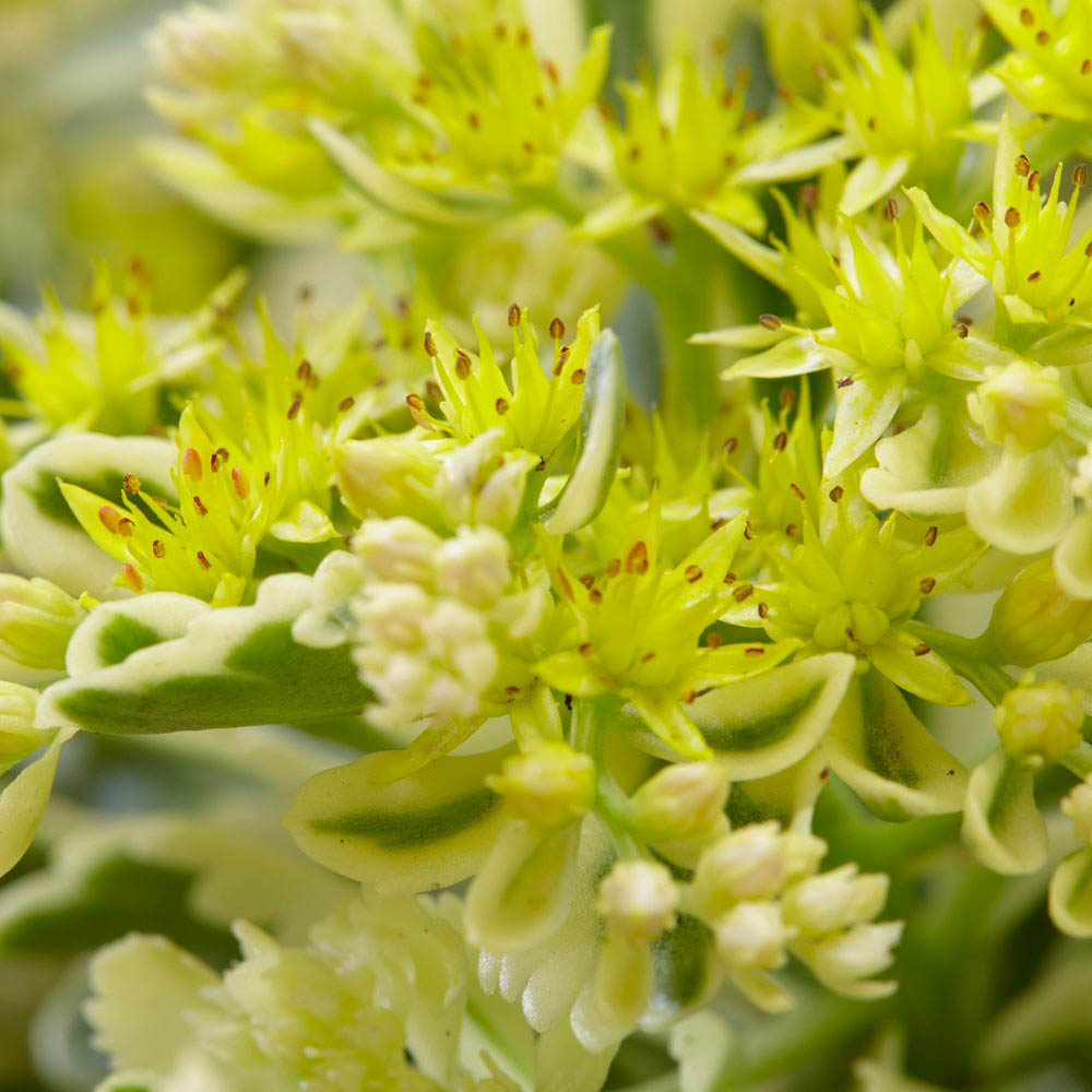 Thompson and Morgan Sedum Atlantis Plant Pot 9cm Image 5