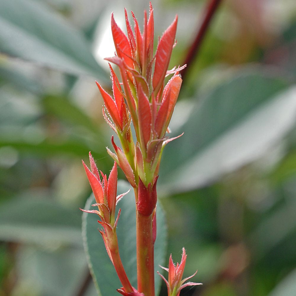 Thompson and Morgan Photinia Fraseri Red Robin Pot Plant 3L Image 4