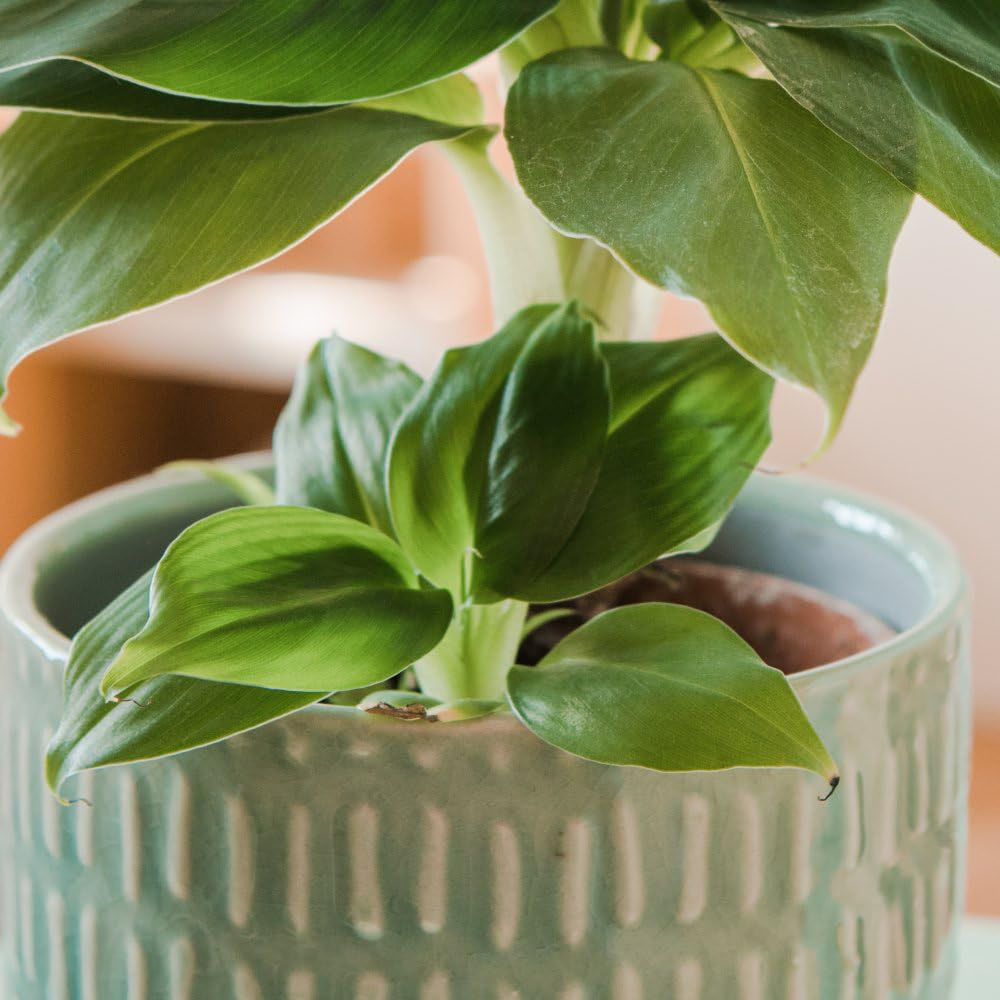 Thompson and Morgan Musa Acuminata Dwarf Cavendish Plant Pot 13cm Image 3