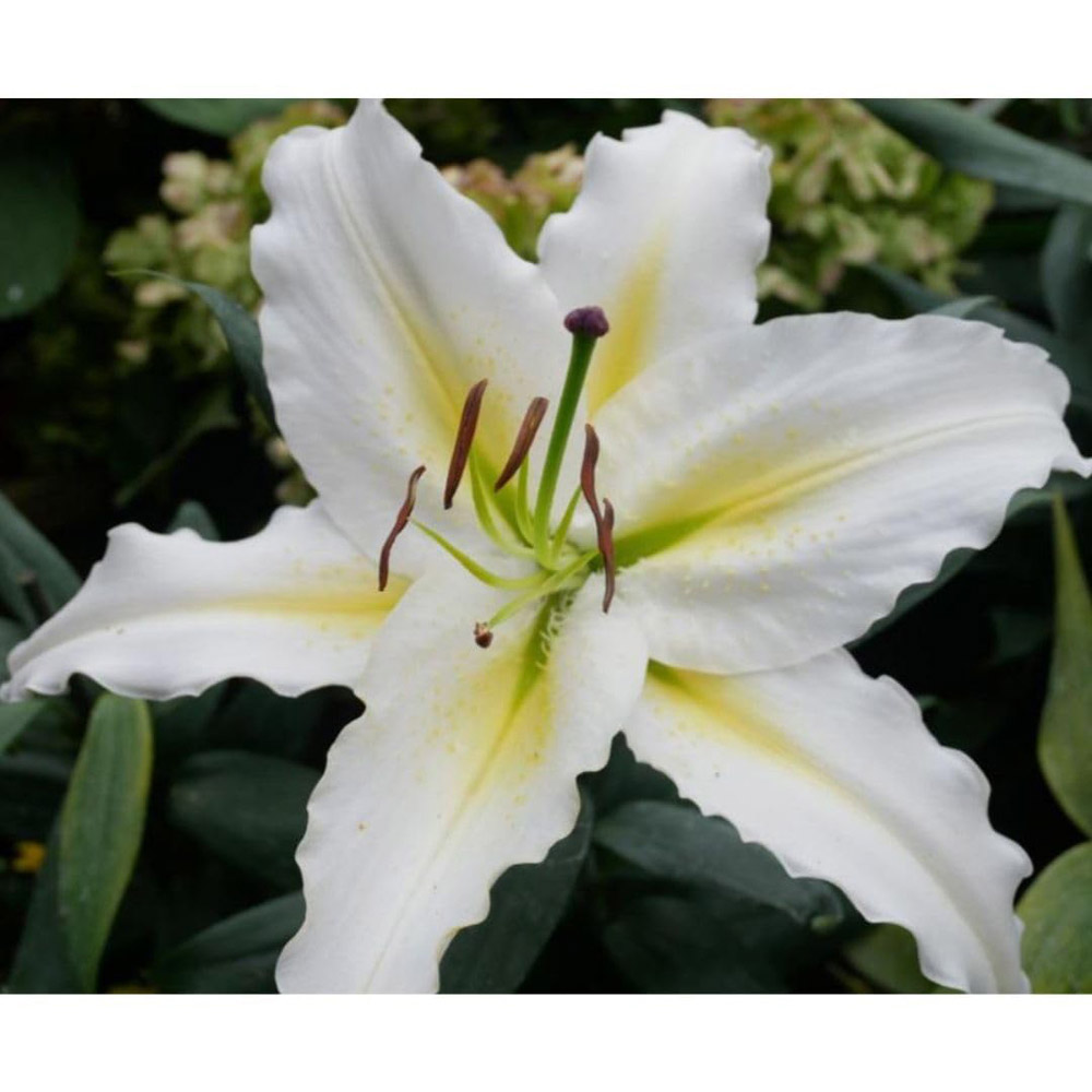 Thompson and Morgan Lily Pretty Woman Tree Bulbs 5 Pack Image 3