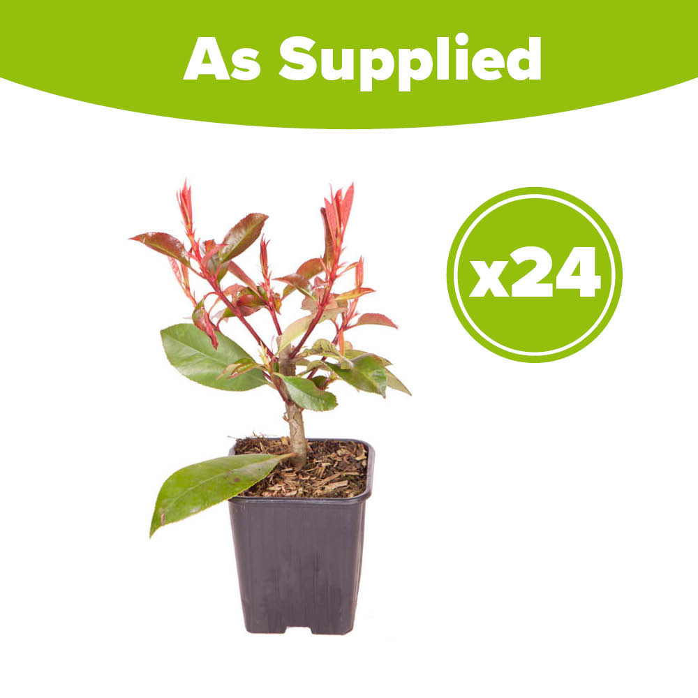 YouGarden Photinia Red Robin Hedging Plant in Pot 9cm 24 Pack Image 4
