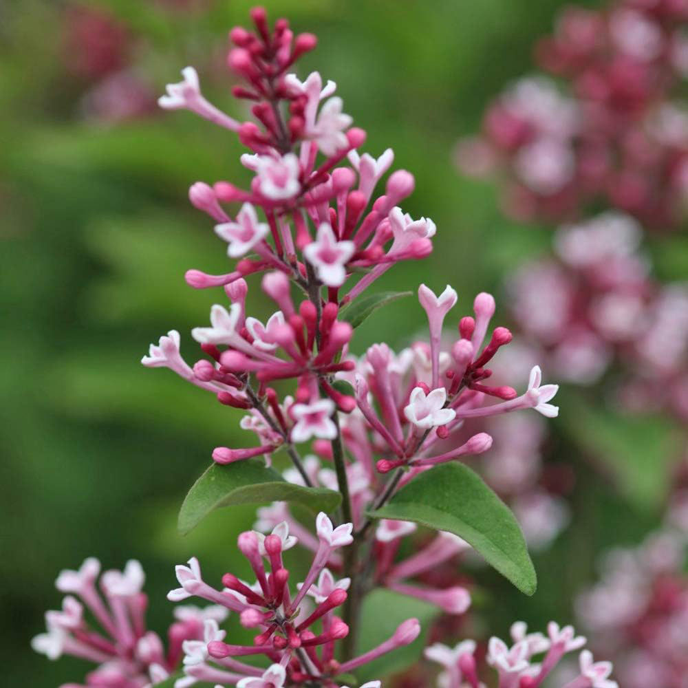 Thompson and Morgan Syringa Microphylla Superba Plant Pot 5L 2 Pack Image 2