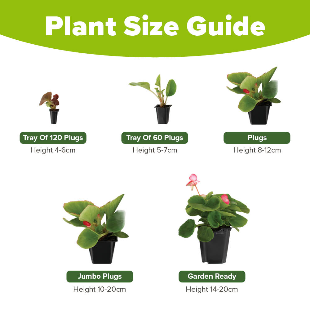 YouGarden Viola Teardrops Garden Ready Plant 20 Pack Image 3