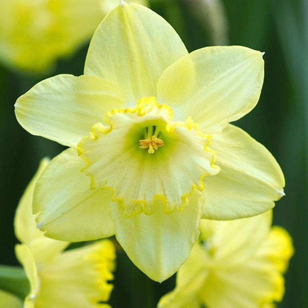 Thompson and Morgan Daffodil St Patricks Day Planting Bulb 32 Pack Image 2