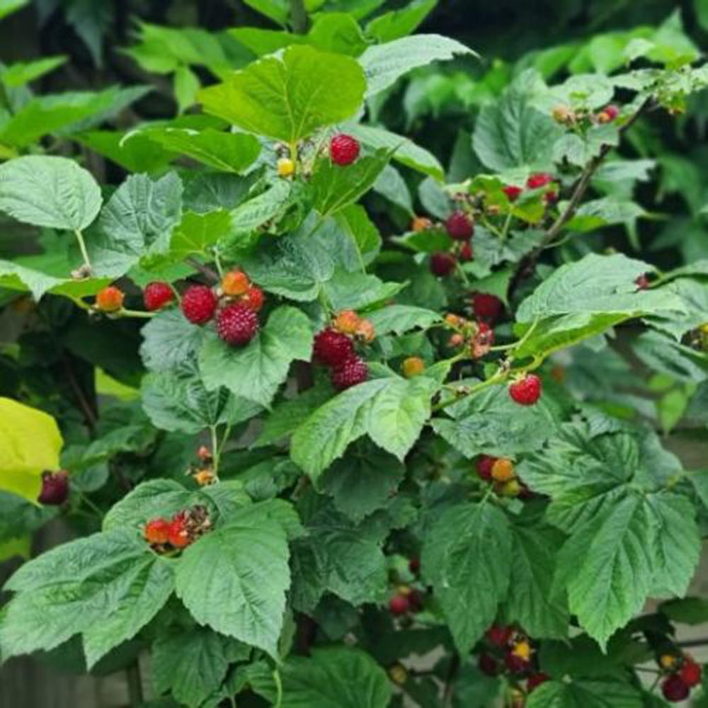 Thompson and Morgan Rubus Raspberry Tree Hararasp Plant Pot 9cm 2 Pack Image 5
