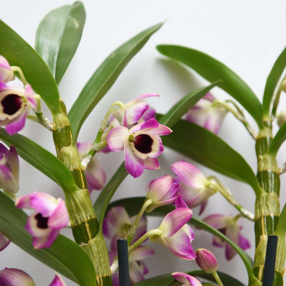 Thompson & Morgan Dendrobium Nobile Sunny Eye 2 Branch Potted Plant Image 4