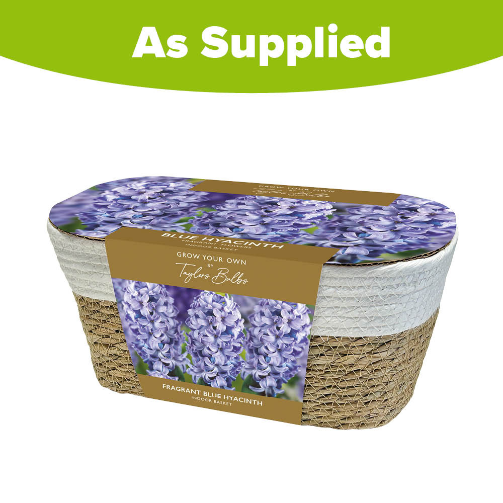 Taylors Grow Your Own Blue Hyacinth and Wicker Basket Gift Set Image 3