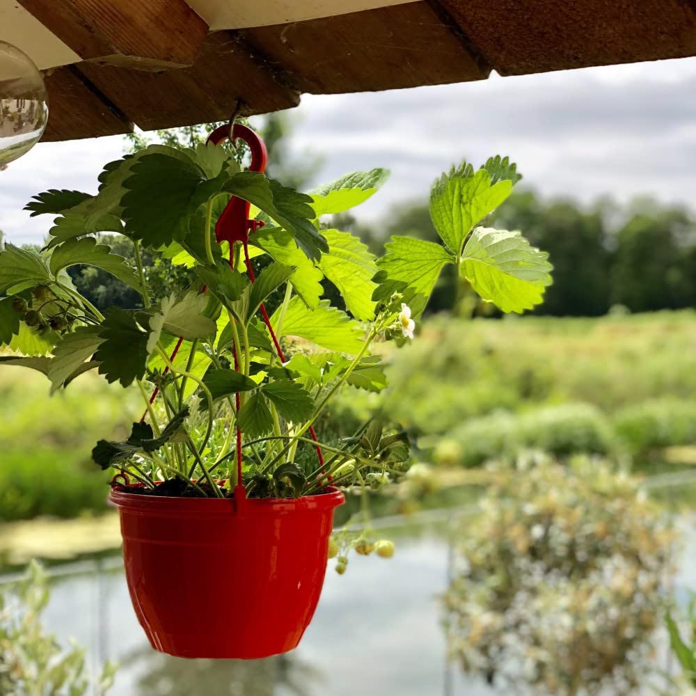 Thompson and Morgan Strawberry Fragaria Elsanta 9cm Plant in Pot Image 4