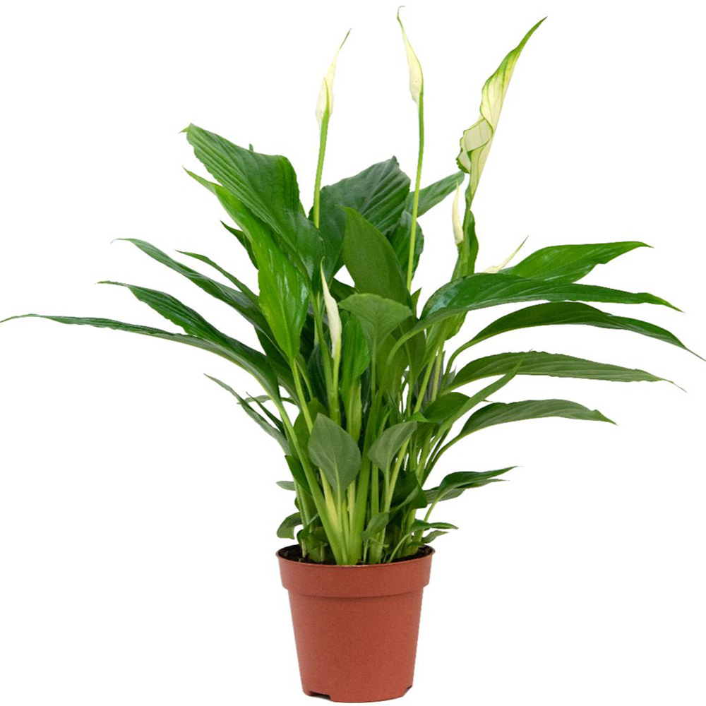 Thompson and Morgan Spathiphyllum Peace Lily Torelli Plant in Pot 12cm 2 Pack Image 2