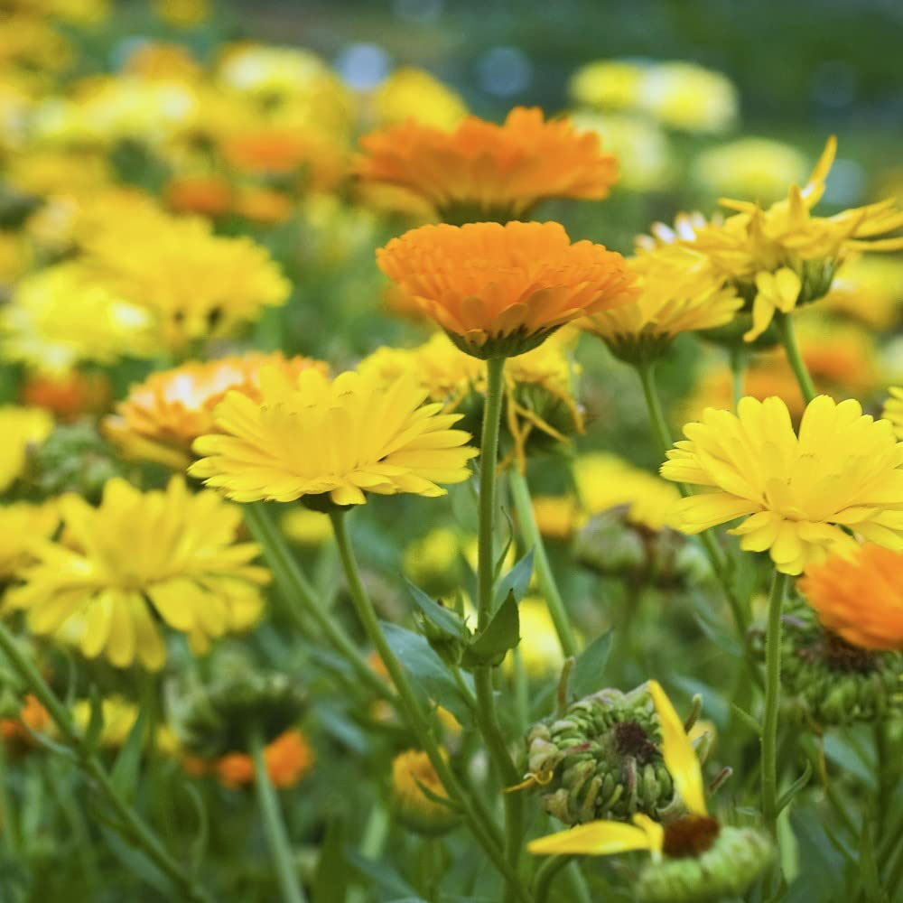 Thompson and Morgan Calendula Fiesta Gitana Mixed Seed Packet Image 2