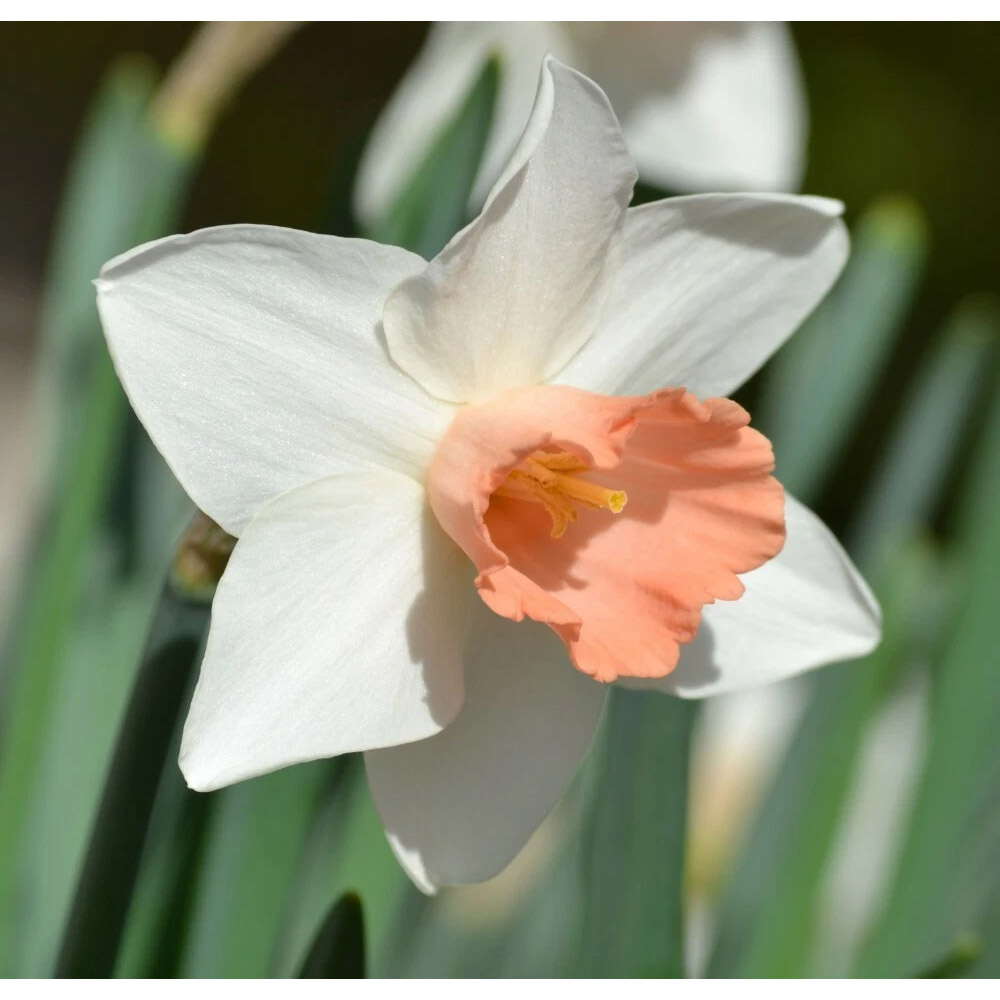 Thompson and Morgan Daffodil Pink Pride Spring Planting Bulb 8 Pack Image 2