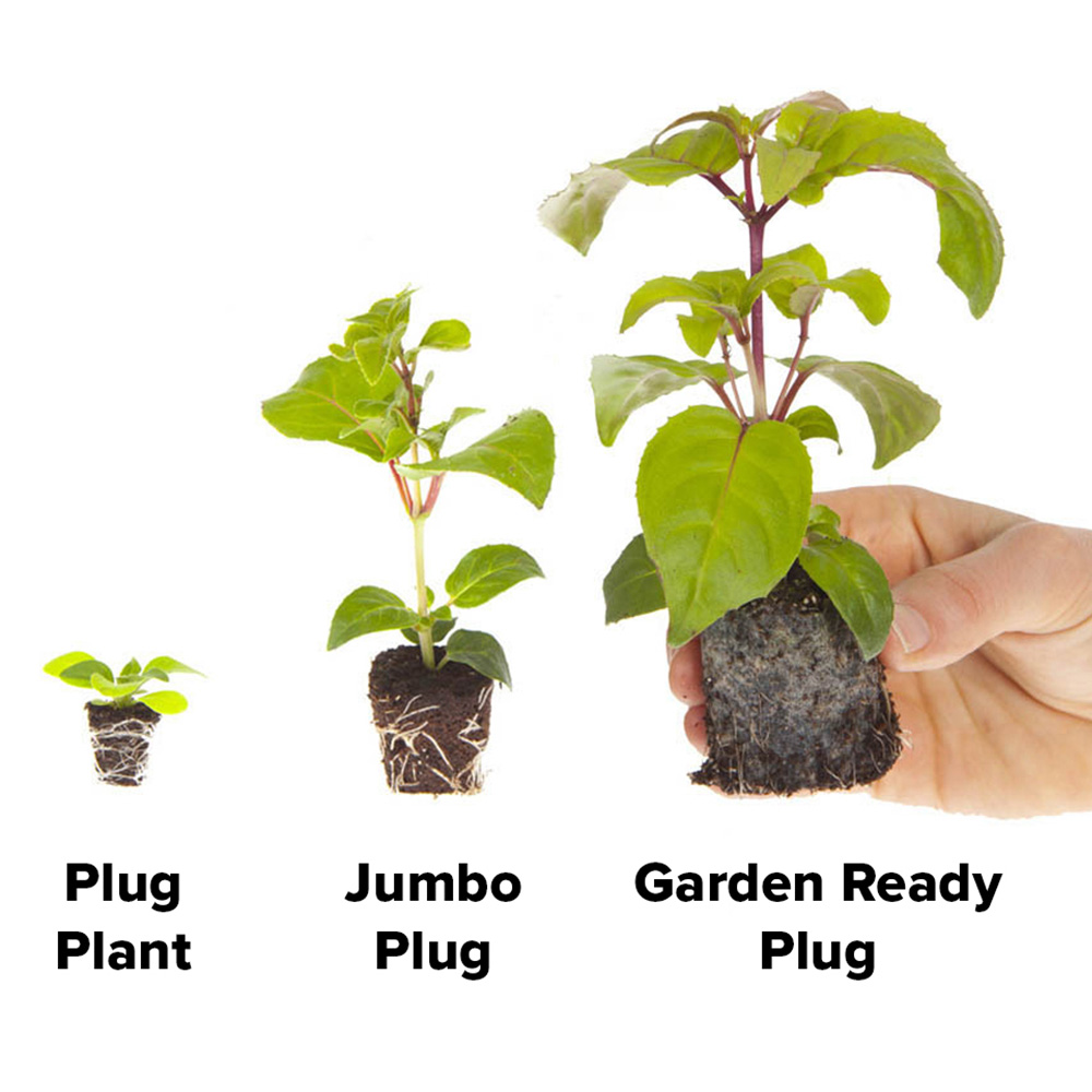 YouGarden Bright Summer Garden Ready Set Image 6